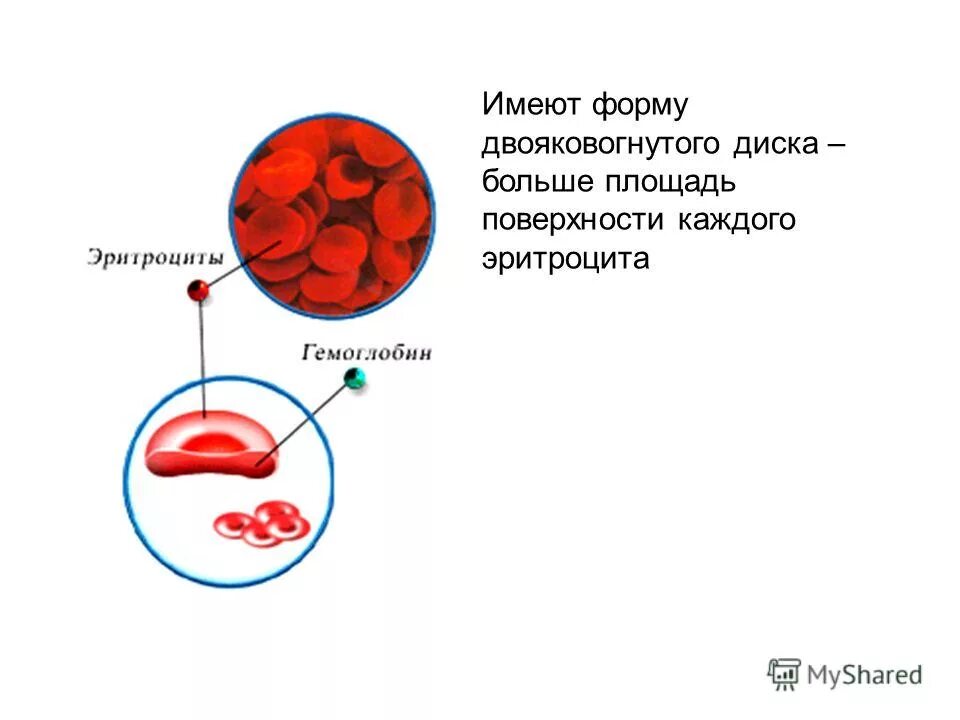 Эритроциты, имеющие форму двояковогнутого диска. Имеют форму двояковогнутого диска. Форма эритроцитов. Двояковогнутая форма эритроцитов.