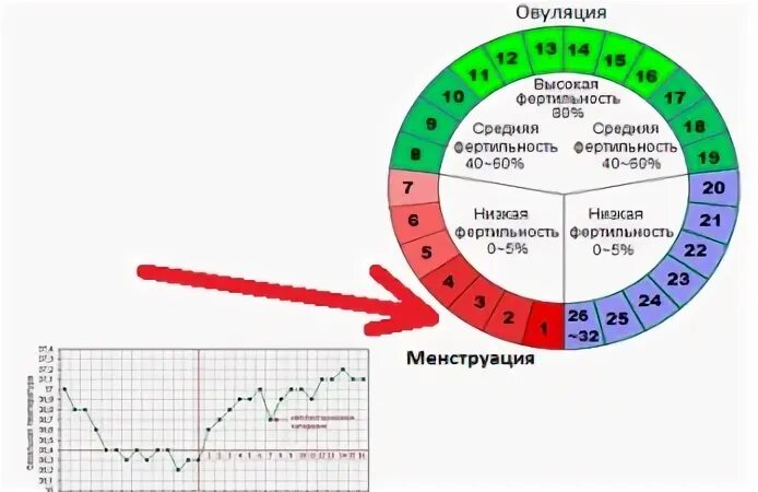 27 цикл месячных. Нормальный день цикла. 5-7 День менструального цикла. Нормальный цикл месячных у женщин после 35. Норма месячных.