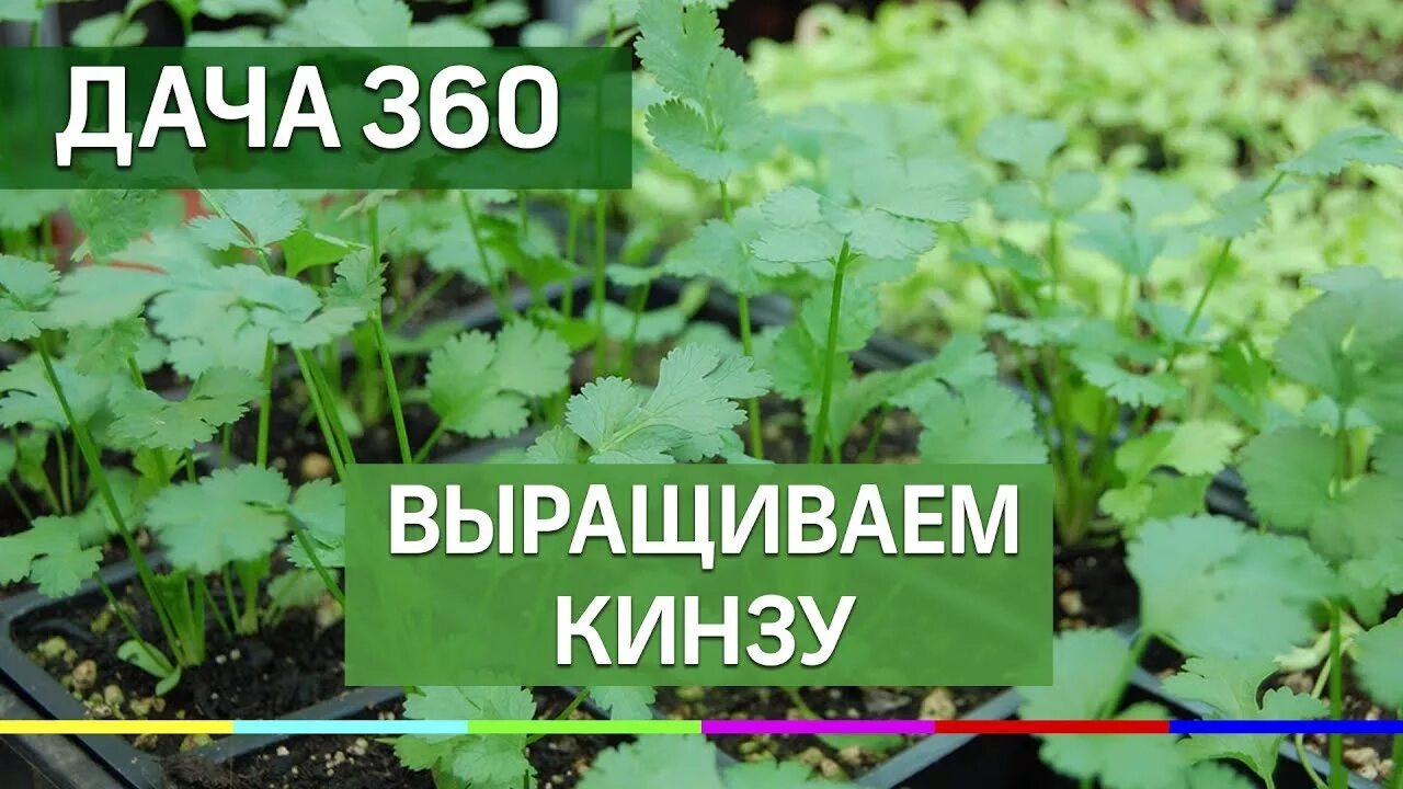 Можно ли сажать кинзу под зиму. Кинза растет в теплице в грунте. как сажать кинзу. сажаем кориандр. когда сажать кинзу в открытый грунт.