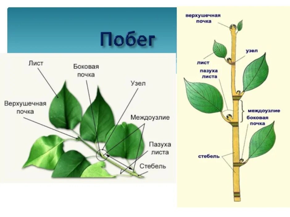 Побег стебель почки. Строение почки и побега. Строение побега черешок. Строение побега тополя.