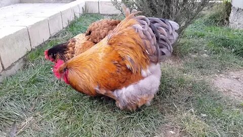 Куры г