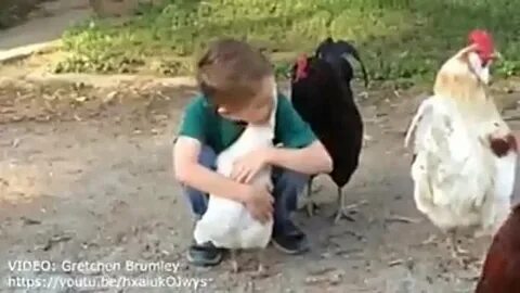 Мальчик курицу видео