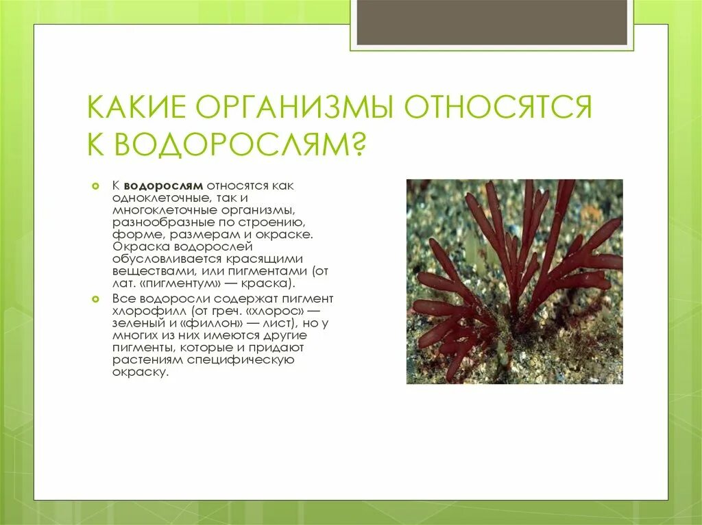 Группа растений водоросли примеры названия. Какие организмы относят к водорослям. Растения относящиеся к водорослям. Водоросли это. Водоросли относят к растениям.