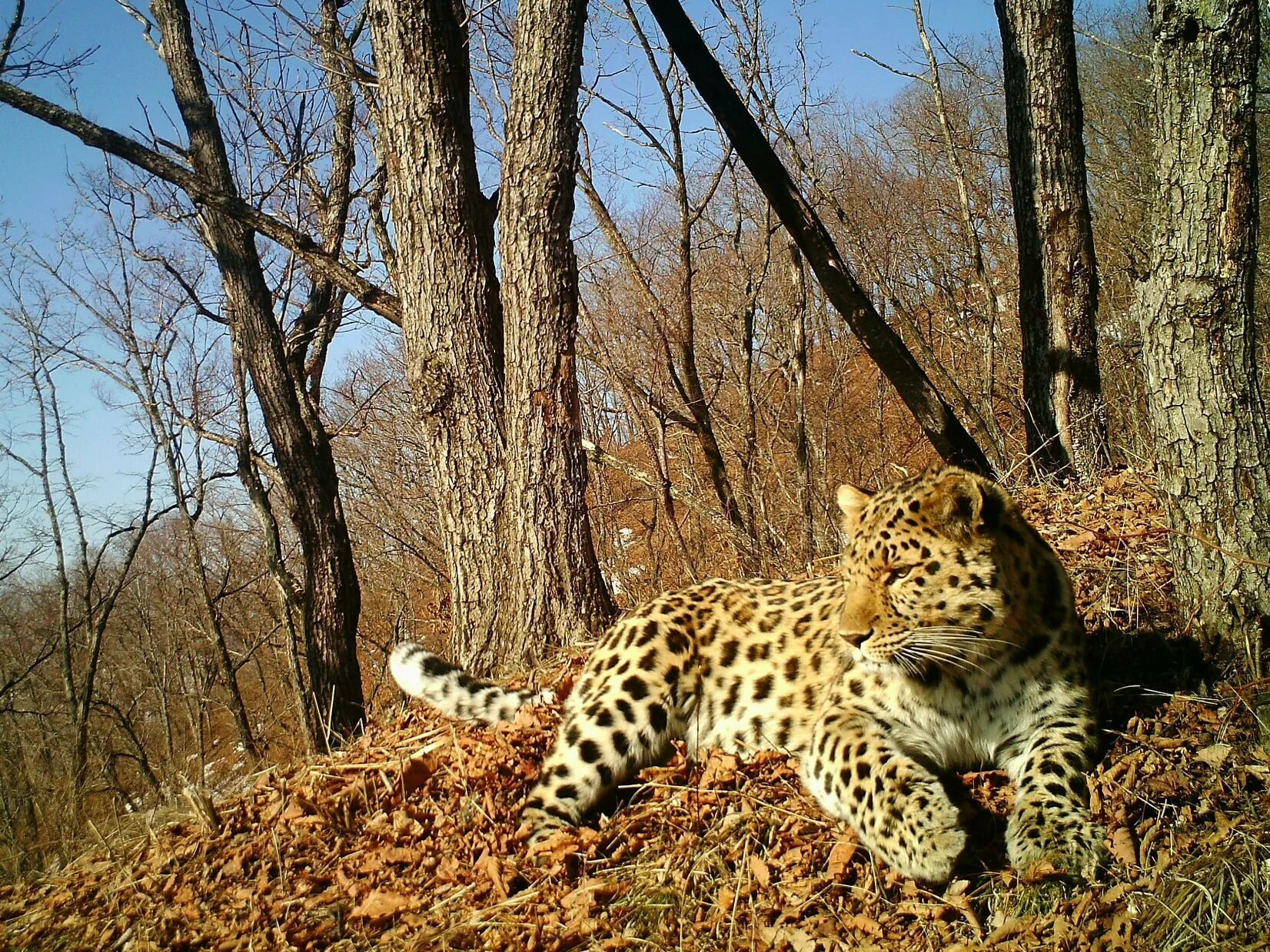 Парк зов тигра приморский край. Уссурийский гималайский медведь. Белогрудый медведь уссурийского заповедника. Какие животные обитают в лесах приморья. Какие животные обитают в лесах приморья.