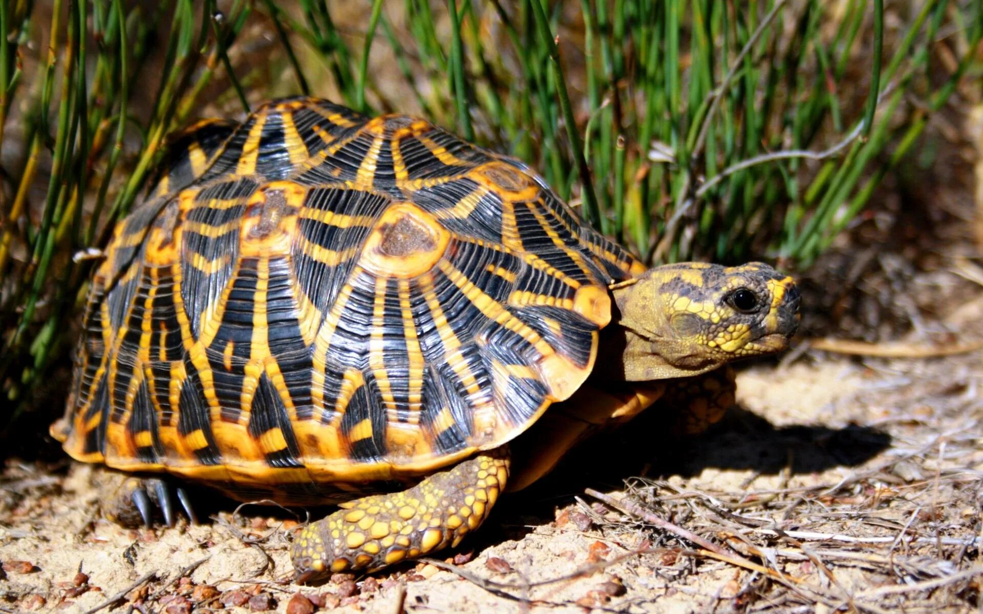 Turtle черепаха. Звездчатая черепаха. Звездчатая сухопутная черепаха. Индийская звездчатая черепаха. Мадагаскарская клювогрудая черепаха.