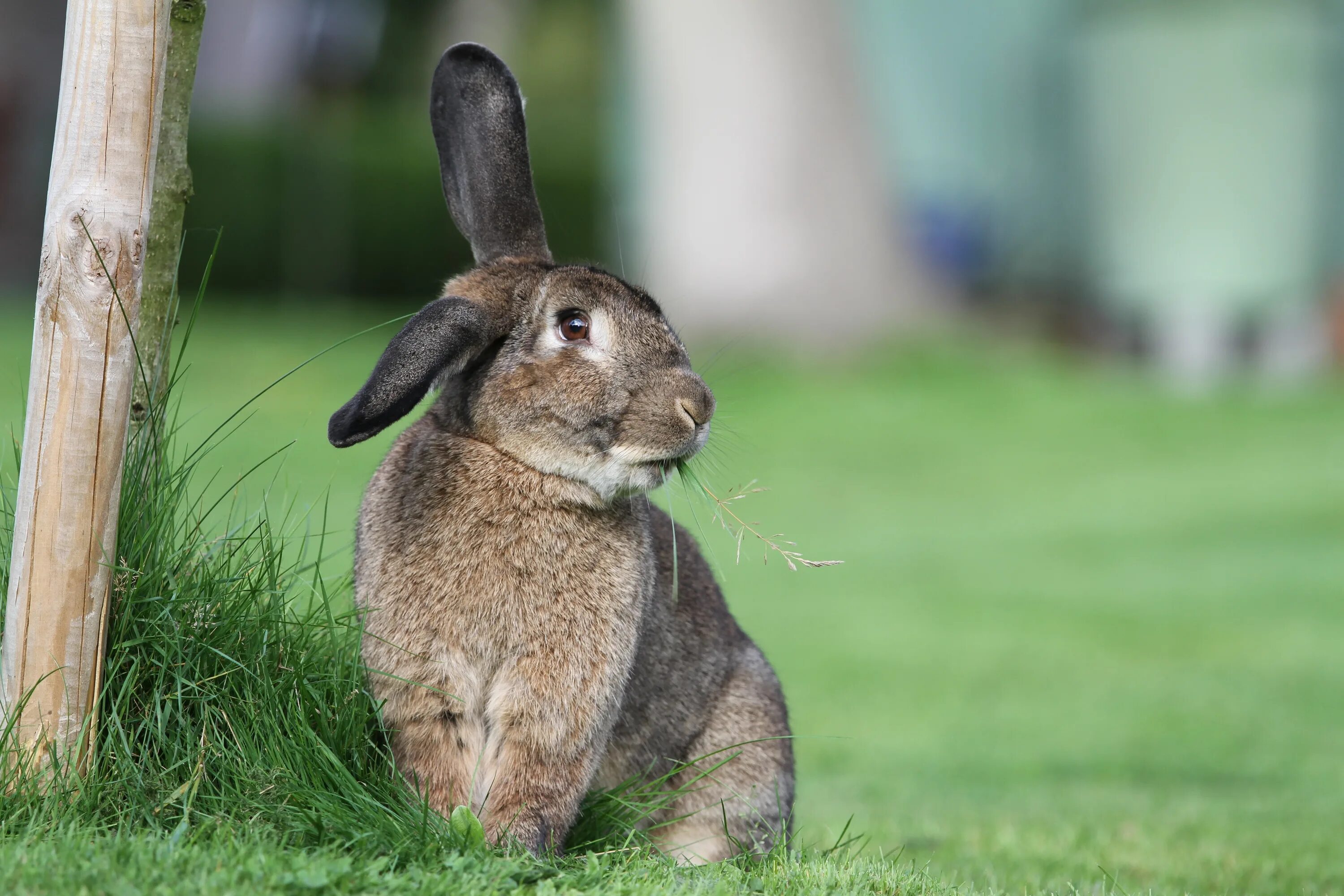Много зайки. Заяц. Кролик. Заяц фото животного. Австралийский заяц.