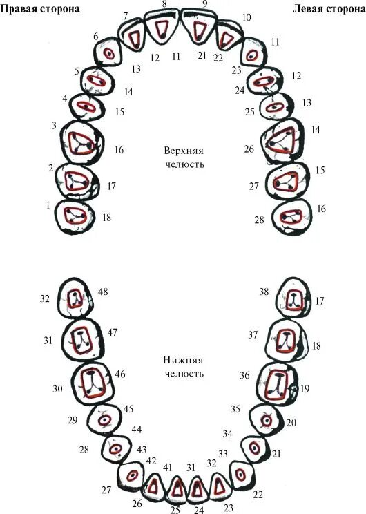 Схема устьев корневых каналов зубов. Схема расположения корневых каналов в зубах. Проекция устьев корневых каналов. Топография корневых каналов 26 зуба.