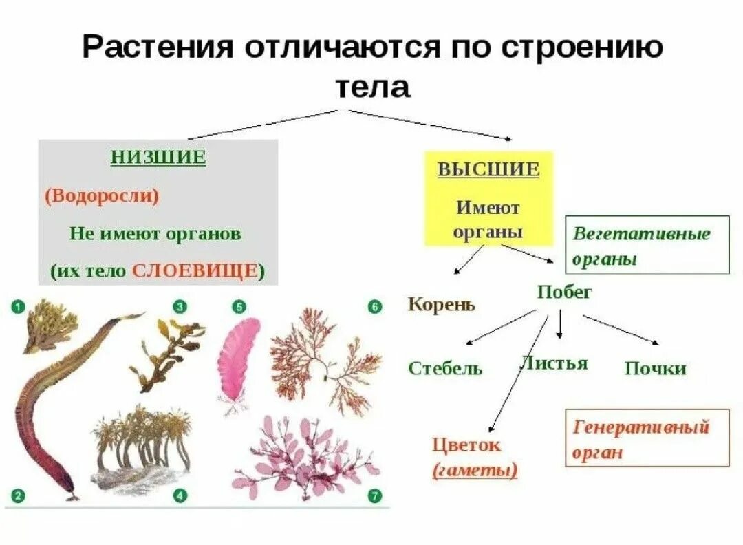 Водоросли имеют семена. Строение и многообразие водорослей. Споровые растения низшие высшие схема. Строение низших споровых растений. Растения отличаются по строению тела.