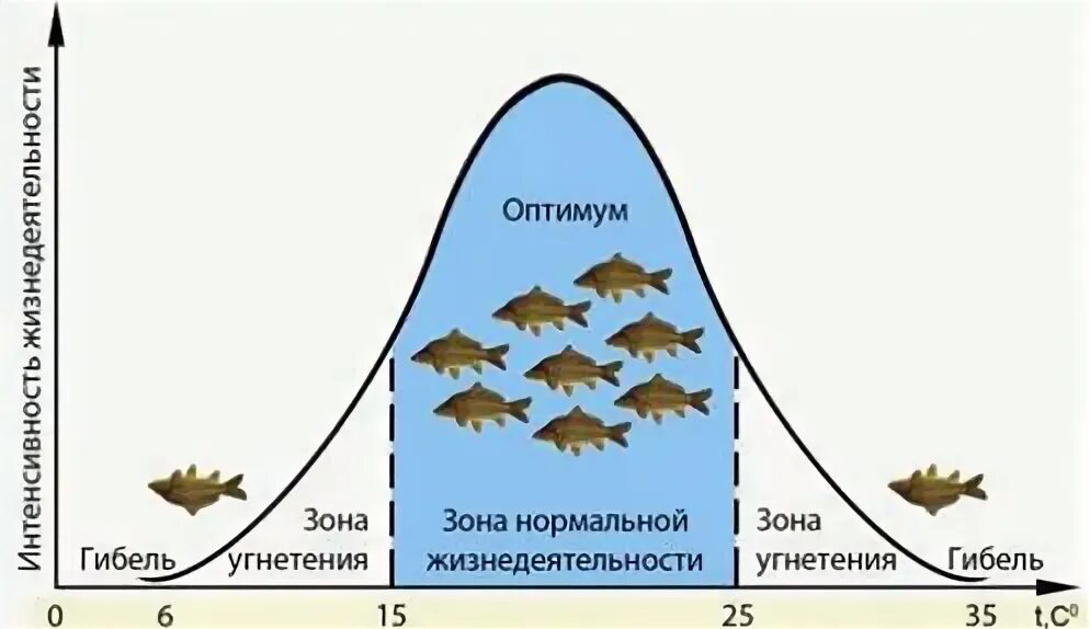 Закон биологического оптимума. Влияние температуры воды на рыб. Закон оптимума экология. Влияние температуры на жизнедеятельность организмов. Лимитирующий фактор жизни растений в нечерноземной зоне