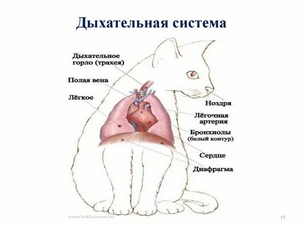 Трахея у кота