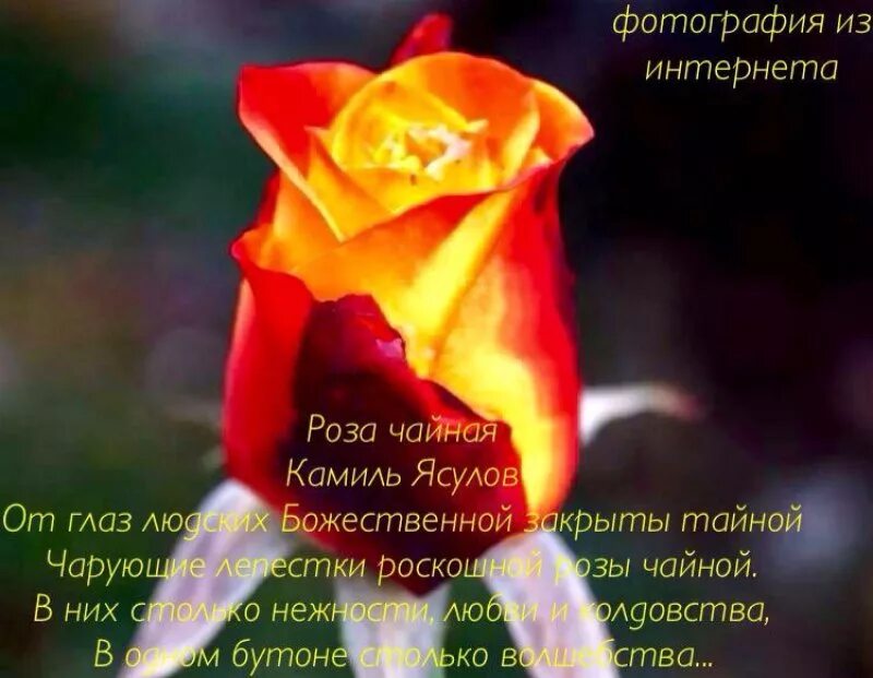 Красивые стихи о цветах розах. Стихи о Розе короткие красивые. Стихи про розы короткие. Стих про розу цветок.