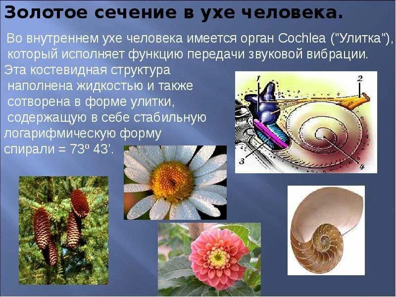 Презентация для внеклассного мероприятия по математике "Как прекрасна наука геом