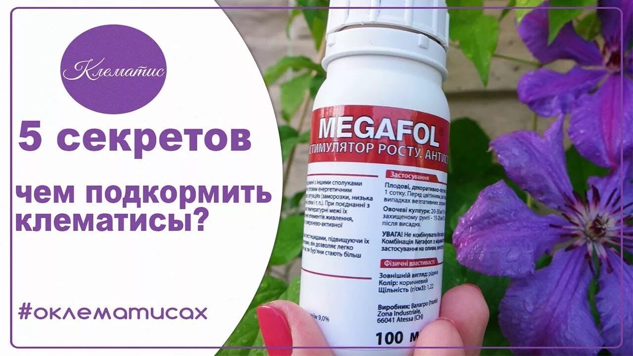 Удобрение для клематисов. Клематис подкормка. Удобрение для клематиса для пышного цветения. Чем подкормить клематис весной для пышного цветения