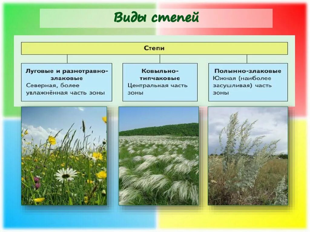Виды степей. Типы степей России. Общий вид степи. Виды растительности в степи.