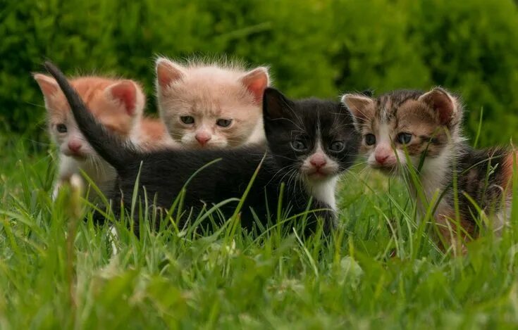 5+Thread geschlossen post your Image in the other 5+Thread Cats and Dogs Fan Fli