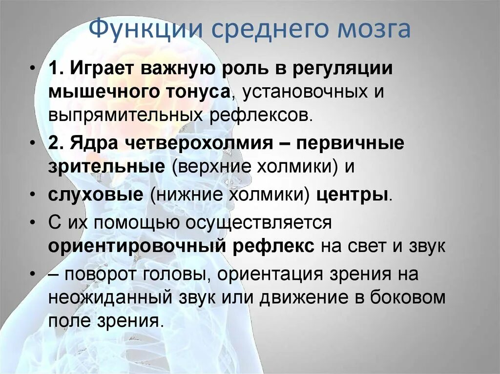 Средний мозг функции. Функции среднего мозга кратко. Функция среднегоммозга. Функции средний мозг функции.