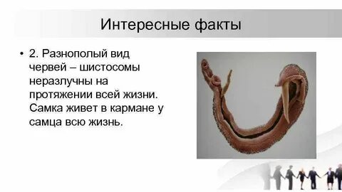 Среда обитания плоских