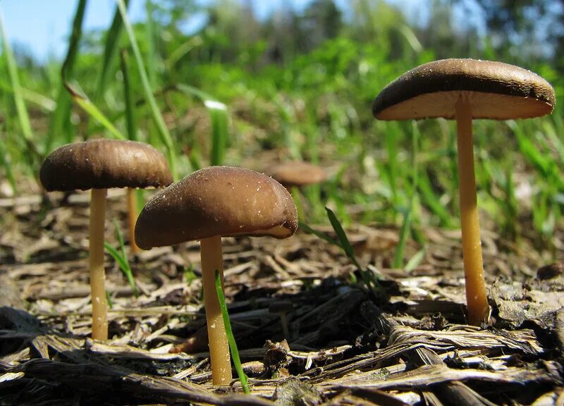Весенние грибы. Весенние грибы съедобные. Самые ранние грибы. Весенние грибов съедобные. Первые весенние грибы съедобные