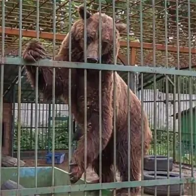 Вольер диких животных. Вольеры в зоопарке. клетки с животными в зоопарке. клетка в зоопарке. вольер с дикими животными.