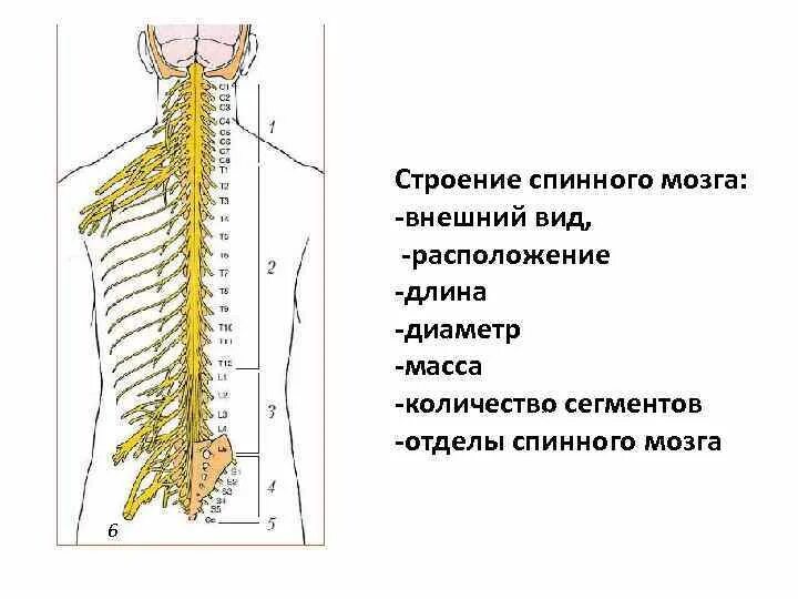 Строение6 спинного мозга. Наружное строение спинного мозга анатомия. Внешнее строение спинного мозга. Наружнеее строение спинного мозга. Головной и спинной строение и функции