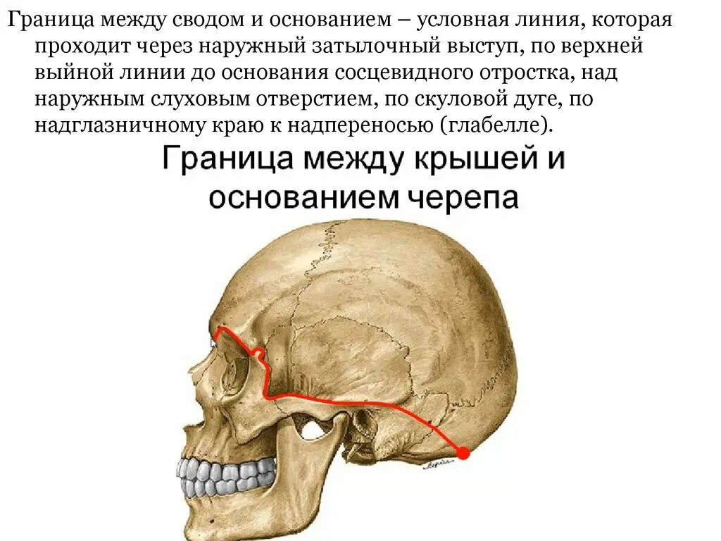 Развитый подбородочный выступ череп. Граница между сводом и основанием черепа. Свод черепа и основание черепа граница. Граница свода и основания черепа. Мозговой череп свод и основание.