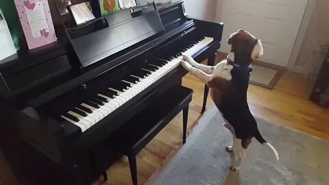 Dog play piano