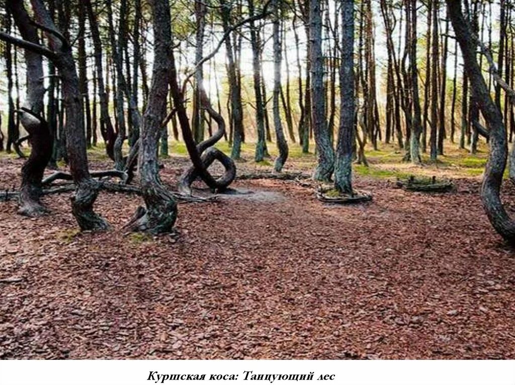 Национальный парк Куршская коса Калининград. Куршская коса Калининград лес. Куршская коса Калининградская область Танцующий лес. Танцующий лес Куршская коса 2022.