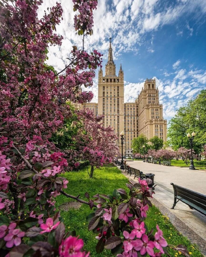 Яблони на Кудринской площади. Цветение Сакуры в Москве МГУ. Кудринская площадь цветение. Москва весной. Красивые места в москве весной