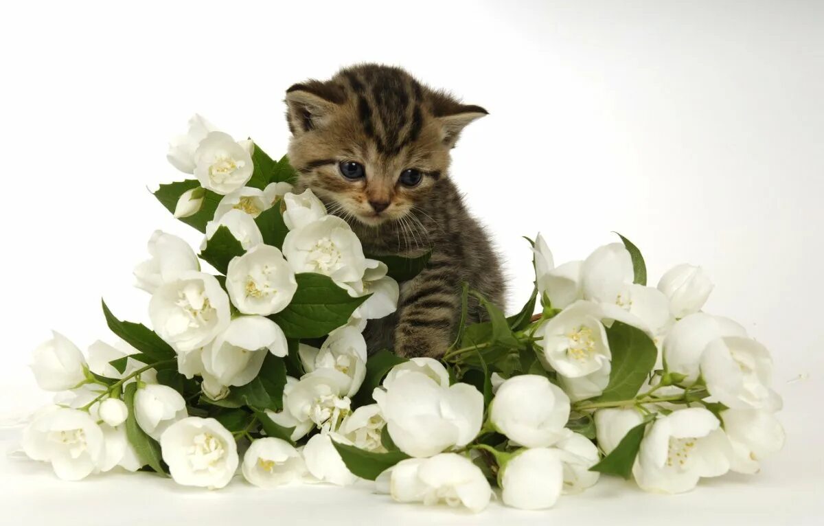 Котик с цветами с днем рождения. Кошка с букетом цветов. Кот дарит цветочек. Кошка с букетом цветов. Котик с цветочком.