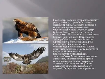 Орлы список