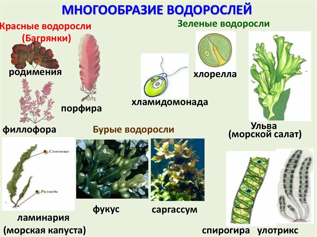 К бурым водорослям относятся фукус хлорелла. Ламинария или морская капуста относится к водорослям. Ламинария пальчатая строение. Морской капусты называют ламинарию порфиру.