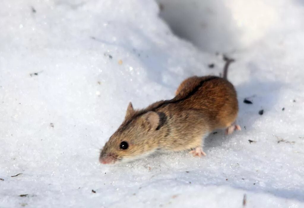 Мышь полевка зимой. Полевка мышь зимняя. Мышка полевка зимняя. Снеговая полёвка (chionomys nivalis). Мышь полевка зимой.
