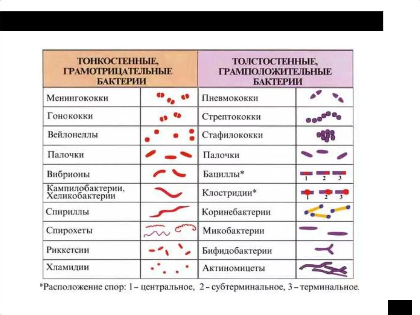 Классификация бактерий по Берджи таблица. Классификация бактерий Берджи. Классификация грамположительных и грамотрицательных бактерий. Классификация бактерий по Берджи микробиология. Группы патогенных организмов