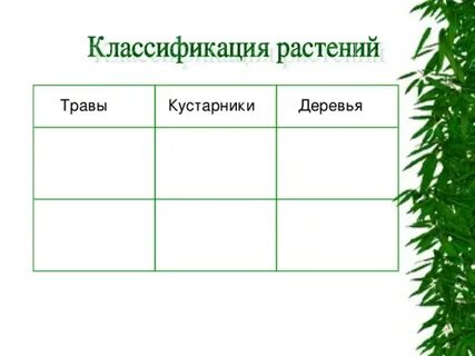 Растительный мир деревья кустарники травы
