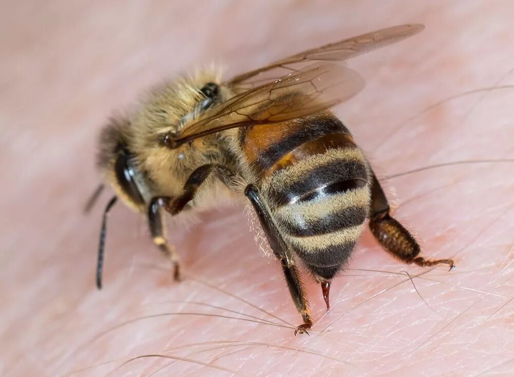 Умирают ли пчелы. Жало, у насекомых.