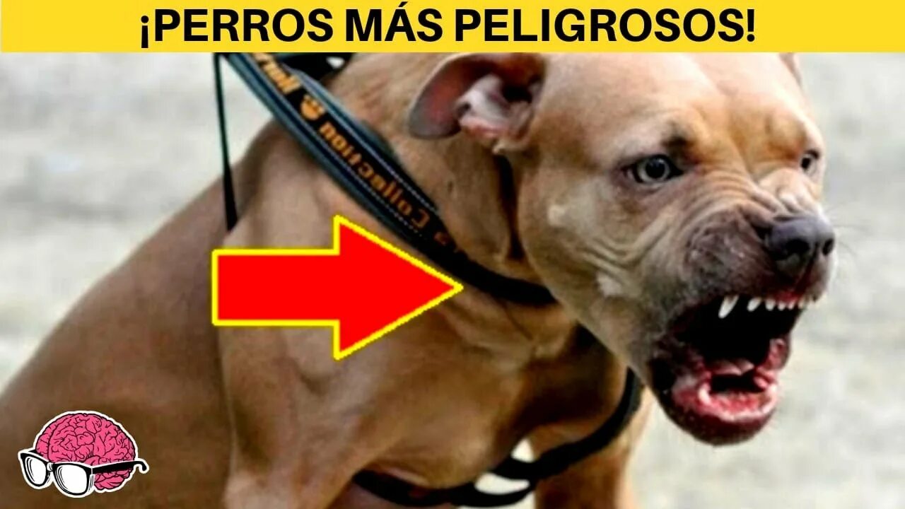 Питбуль команда. Питбуль команда