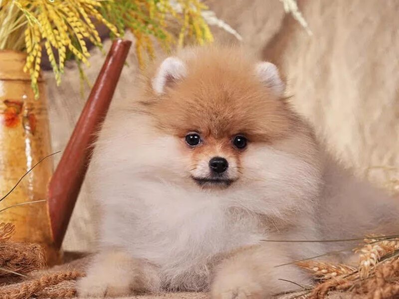 шпиц красноярск. вислоухий шпиц померанский. сколько стоит шпиц в красноярске. померанцы щенки много. мини померанский шпиц огненно рыжий.