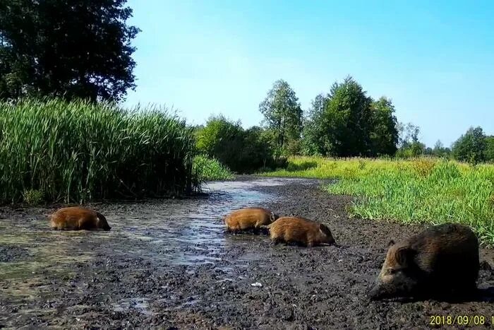 Найти фото кошек. Касимов животные. 2 шустрых поросят. Ландрас дюрок. Касимов животные.