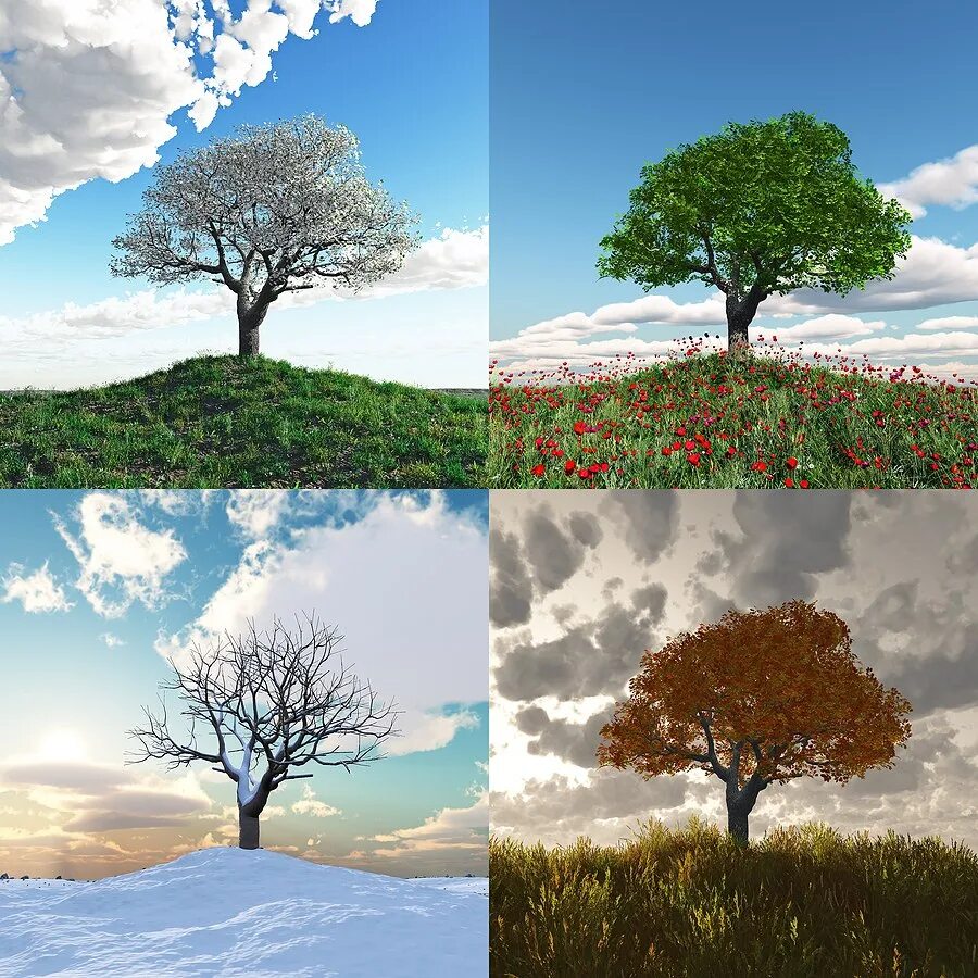 Цены изменяющиеся в зависимости от времени года. Пейзаж в четырёх времени года. Времена года на дереве. Дерево в разные времена года. Дерево зимой и летом.