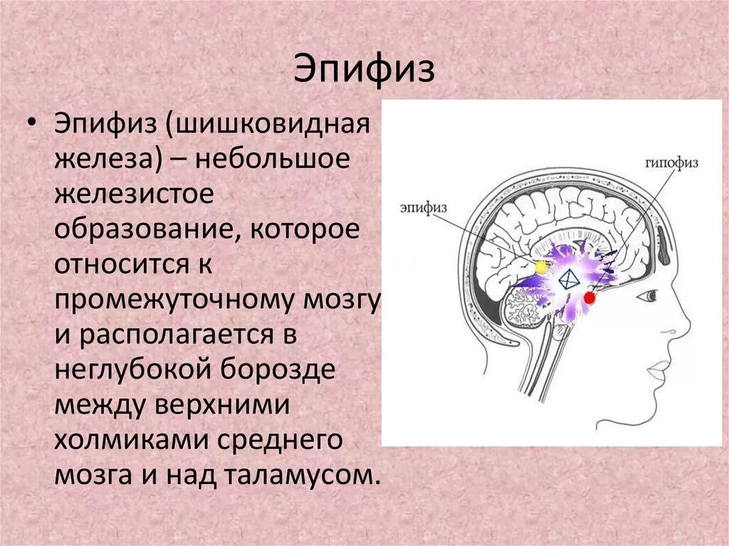 Шишковидная железа. Гипофиз и эпифиз функции. Гипофиз и шишковидная железа. Эпифиз шишковидная железа. Гипофиз эпифиз шишковидная железа.