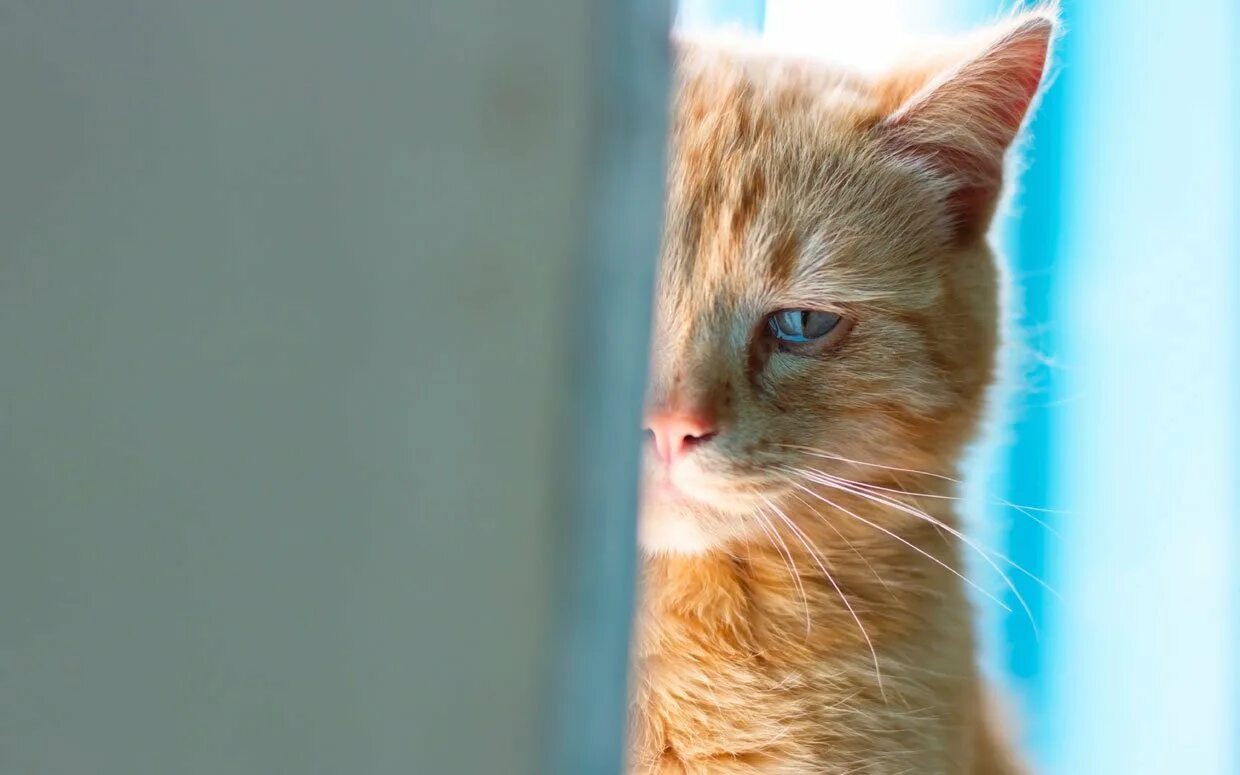 Плач котят. Кот плачет. Плачущий котенок. Рыжий кот выглядывает из-за угла. Плачущий рыжий кот.