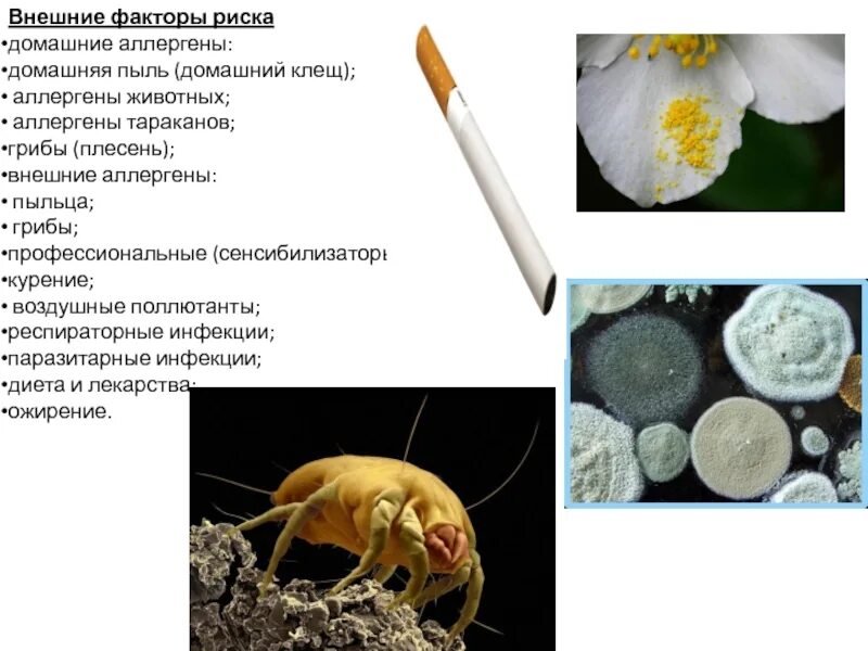 Аллергены тараканов. Пыльца пылевые клещи плесень аллергены. домашняя пыль аллерген. аллергены клещей домашней пыли. внешние аллергены.