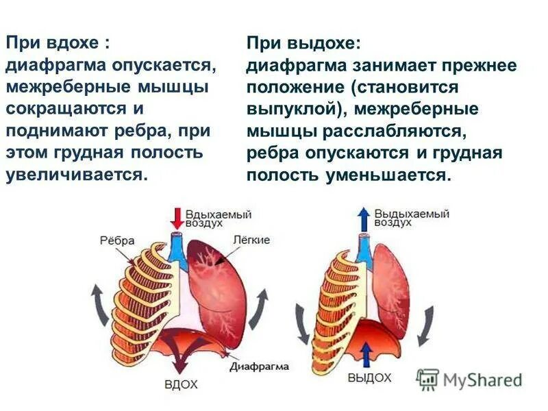 Больно дышать животом. Болит диафрагма при вдохе. Болит сердце при вдохе и выдохе.