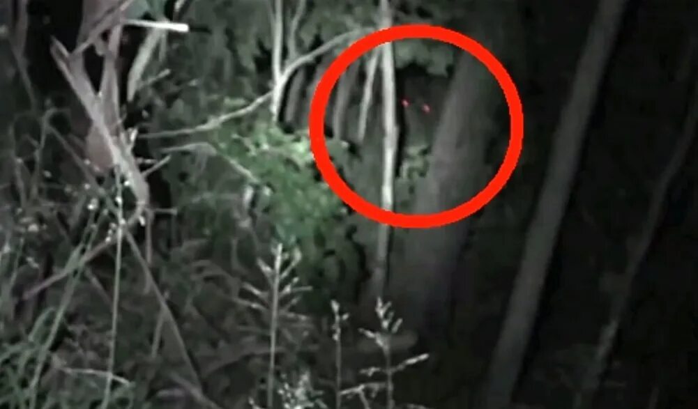 Загадочные существа на земле. Существо явления. Существо явления. Самые загадочные явления. Паранормальные существа.