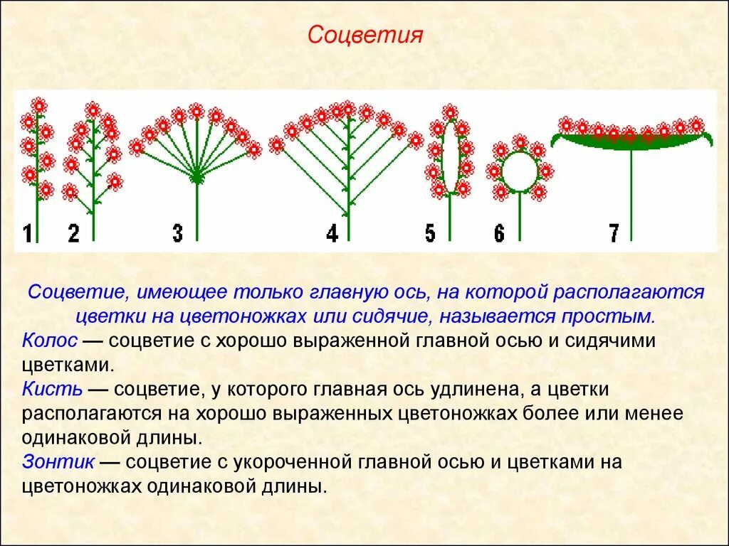 Растения со строением щиток. Щиток особенности строения. Характеристика соцветия щиток. Соцветия 6 класс биология щиток.