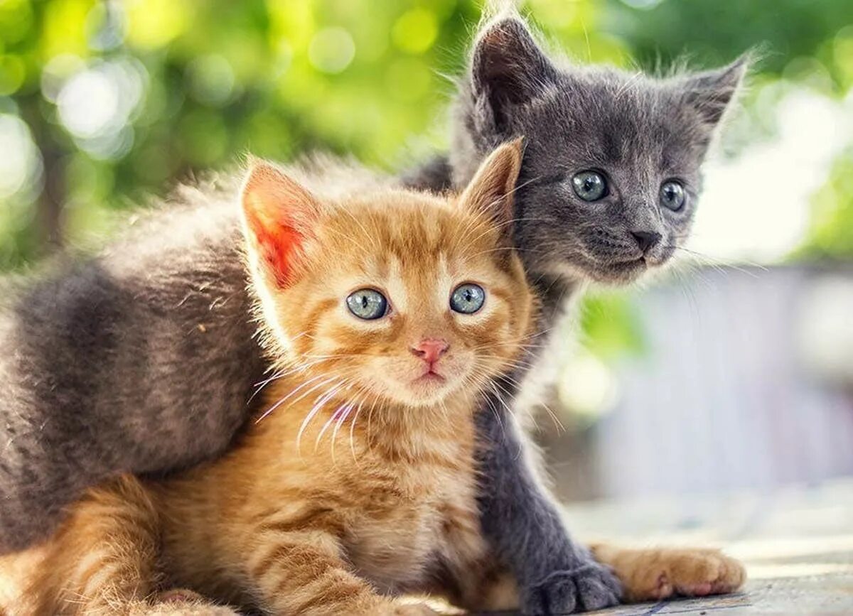 Котёнок-ребёнок. Маленькая девочка с рыжим котенком. Девочки котенки. Девочки котенки. Домашние животные для детей.