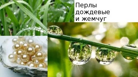 Что такое перлы дождевые в стихотворении