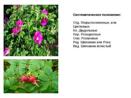 Систематическая группа шиповника