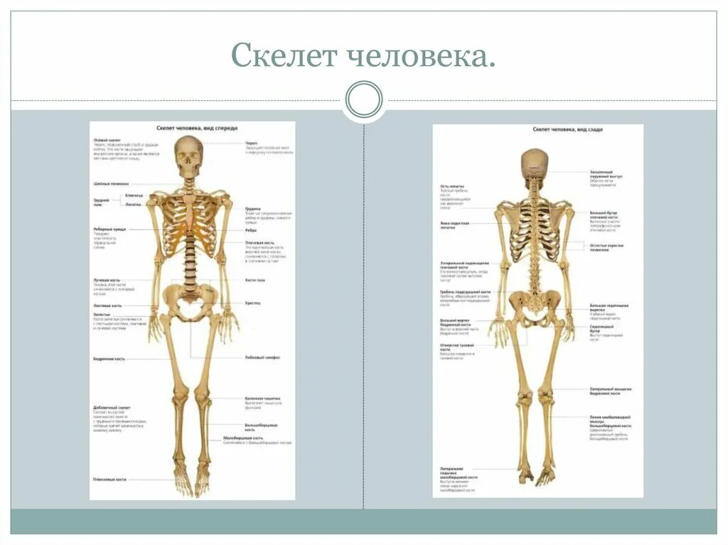 Строение человека скелет мышцы кожа. Скелет человека. скелет анатомия. строение скелета человека. скелет человека с мышцами.