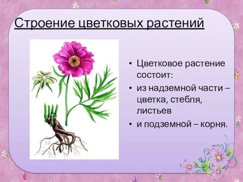 Надземные части корня. Строение цветковых растений. Внешнее строение цветкового растения. Надземная часть растения. Карточка строение цветкового растения.